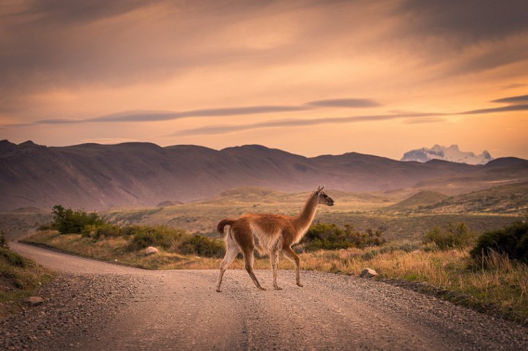 101 Torres Del Paine, guanaco.jpg